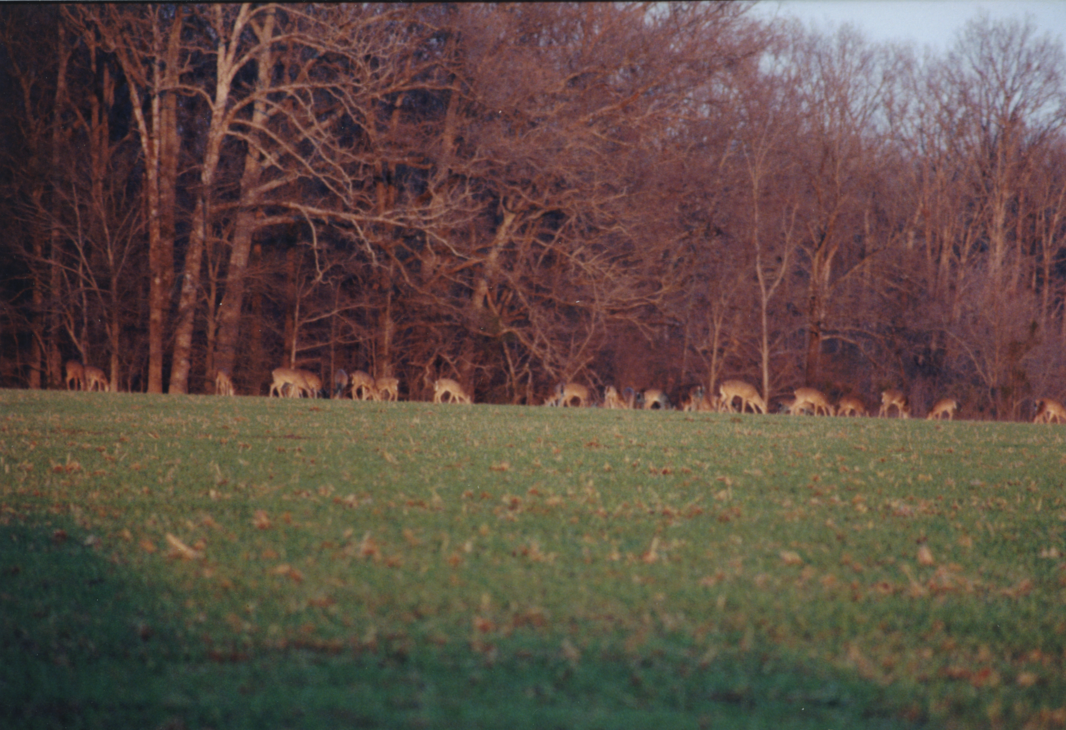 Arkansas Wildlife